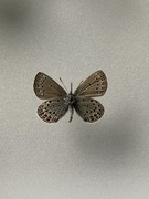 Myrblåvinge (Plebejus optilete)