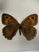 Meadow Brown (Maniola jurtina)