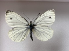 Green-veined White (Pieris napi)
