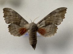 Poplar Hawk-moth (Laothoe populi)