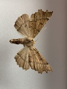Scalloped Hazel (Odontopera bidentata)