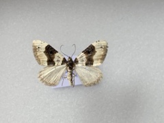 Purple Bar (Cosmorhoe ocellata)