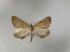 The Chevron (Eulithis testata)