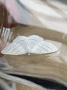 Common White Wave (Cabera pusaria)