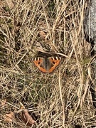 Neslesommerfugl (Aglais urticae)