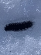 Ruby Tiger (Phragmatobia fuliginosa)