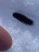 Ruby Tiger (Phragmatobia fuliginosa)