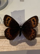 Arran Brown (Erebia ligea)