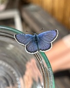 Common Blue (Polyommatus icarus)