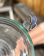 Common Blue (Polyommatus icarus)