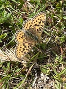 Pearl-bordered Fritillary (Boloria euphrosyne)