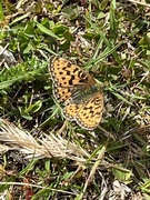 Pearl-bordered Fritillary (Boloria euphrosyne)