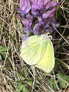 Sitronsommerfugl (Gonepteryx rhamni)