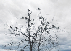 Bohemian Waxwing (Bombycilla garrulus)