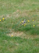 Wheatear (Oenanthe oenanthe)