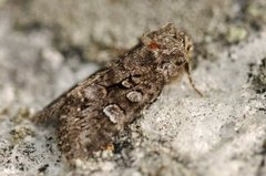 Glaucous Shears (Papestra biren)