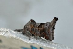 Small Chocolate-tip (Clostera pigra)