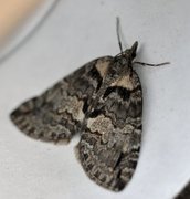 May Highflyer (Hydriomena impluviata)