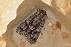 Broket kveldfly (Acronicta auricoma)