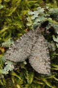 May Highflyer (Hydriomena impluviata)