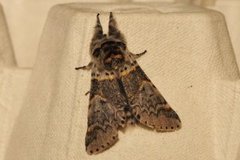 Sallow Kitten (Furcula furcula)