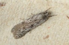 Black-speckled Groundling (Carpatolechia proximella)