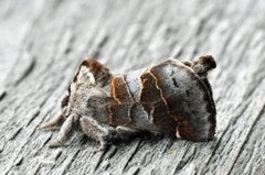 Small Chocolate-tip (Clostera pigra)