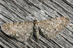 Gullrisdvergmåler (Eupithecia virgaureata)