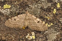 Grandvergmåler (Eupithecia tantillaria)