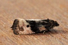 Black-spot Marble (Hedya atropunctana)