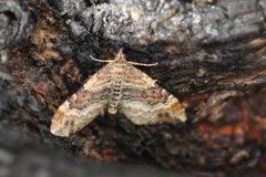Red Twin-spot Carpet (Xanthorhoe spadicearia)