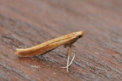 Caloptilia betulicola/elongella