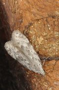 Black-speckled Groundling (Carpatolechia proximella)