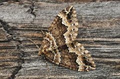 Water Carpet (Lampropteryx suffumata)
