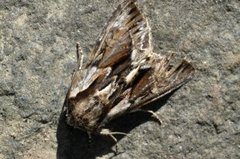 The Saxon (Hyppa rectilinea)