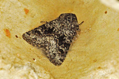 Broad-barred White (Hecatera bicolorata)