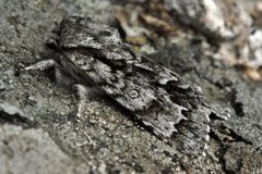 Broket kveldfly (Acronicta auricoma)