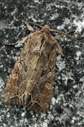 Brunt lundfly (Lacanobia suasa)