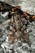 Beautiful Brocade (Lacanobia contigua)