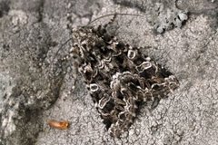 Tawny Shears (Hadena perplexa)