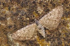 Engdvergmåler (Eupithecia satyrata)