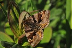 Burnet Companion (Euclidia glyphica)