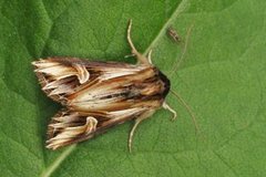 Purple Cloud (Actinotia polyodon)