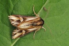 Tannet perikumfly (Actinotia polyodon)