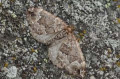 Water Carpet (Lampropteryx suffumata)