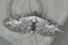 Burotdvergmåler (Eupithecia succenturiata)