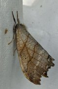 Scalloped Hook-tip (Falcaria lacertinaria)