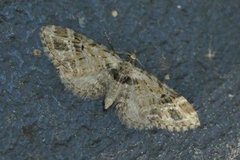 Strekdvergmåler (Eupithecia exiguata)