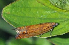 Red Piercer (Lathronympha strigana)