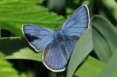 Mazarine Blue (Cyaniris semiargus)